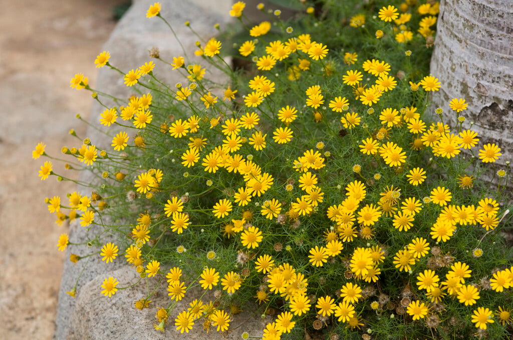 Dahlberg daisy