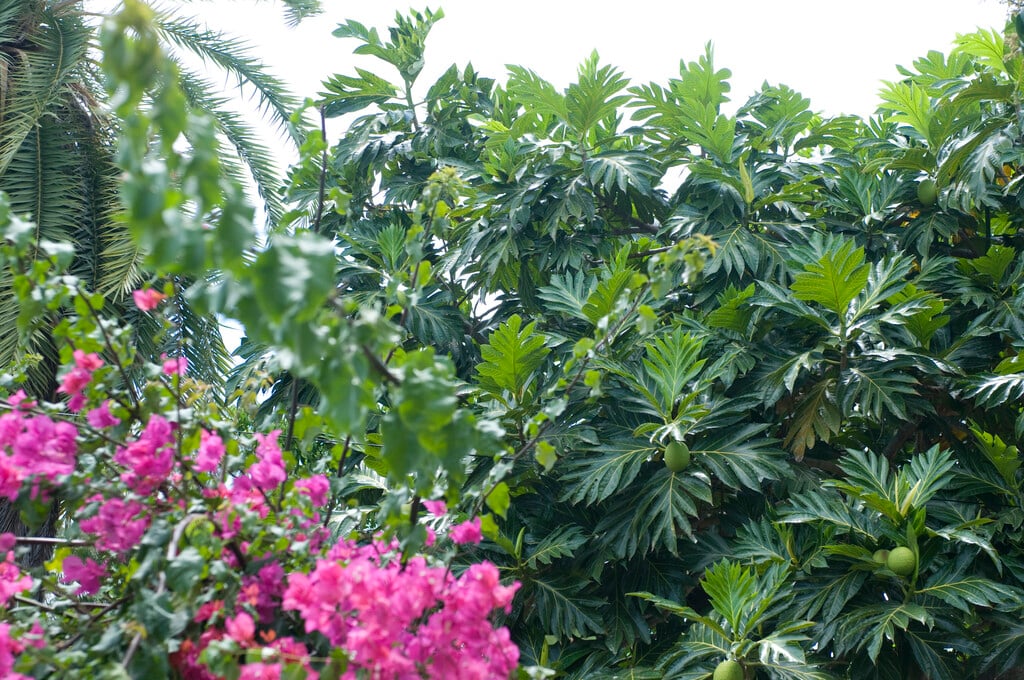 breadfruit