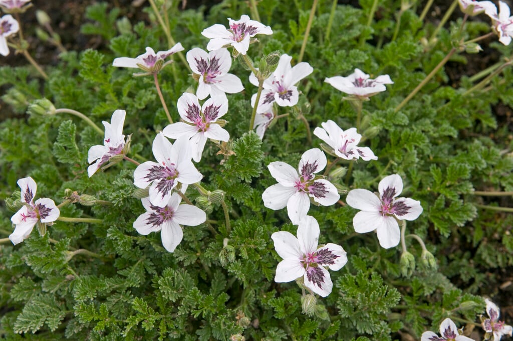 <i>Erodium</i> 'Stephanie'