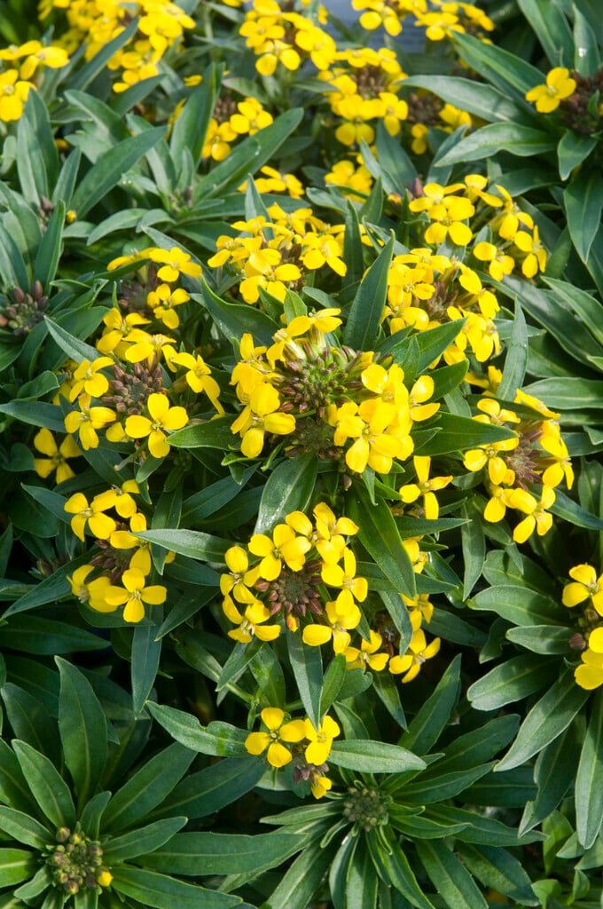 common wallflower