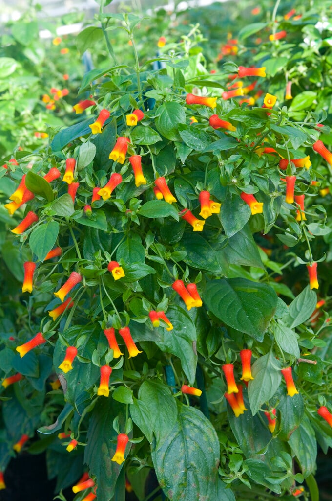 Brazilian firecracker