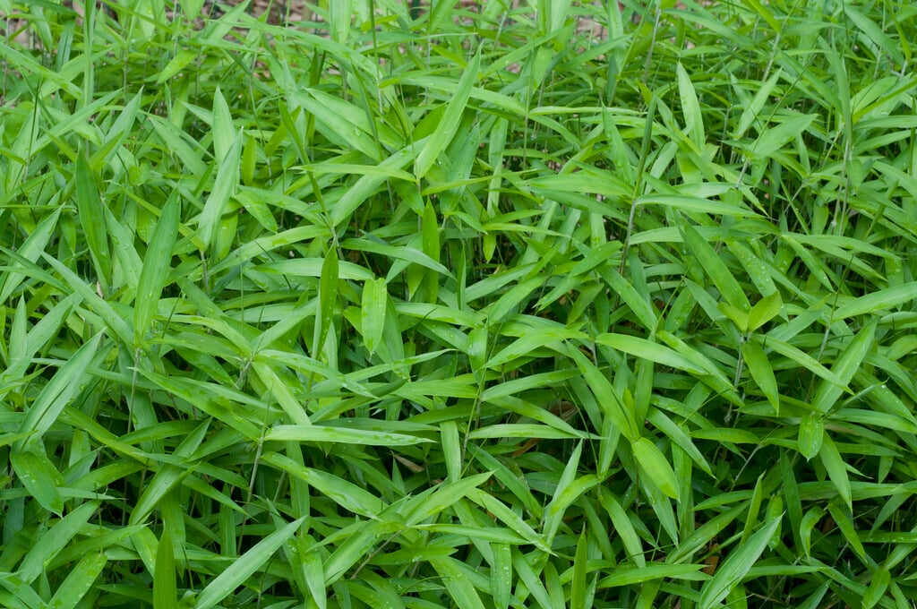 <i>Pleioblastus</i> <i>argenteostriatus</i> f. <i>pumilus</i>
