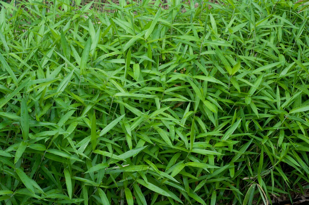<i>Pleioblastus</i> <i>argenteostriatus</i> f. <i>pumilus</i>