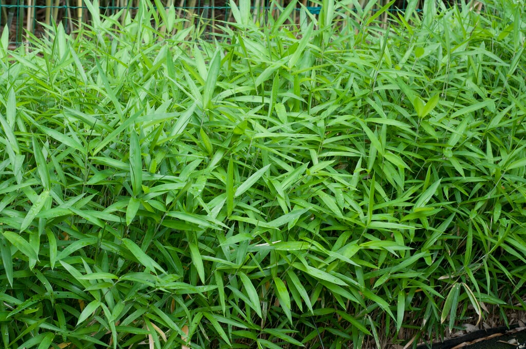 <i>Pleioblastus</i> <i>argenteostriatus</i> f. <i>pumilus</i>