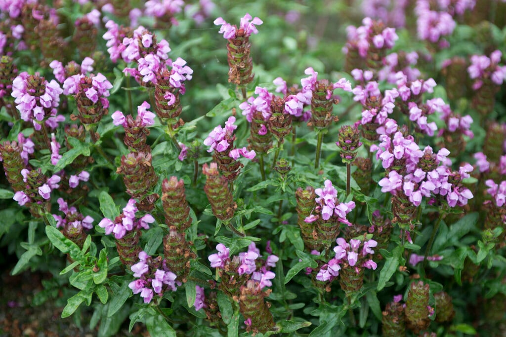 large selfheal