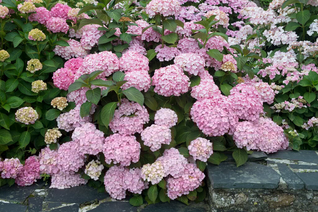 Hydrangea マグノリア　raw Hydrangea macrophylla 'Mirai'PBR (H)|hydrangea 'Mirai'/RHS