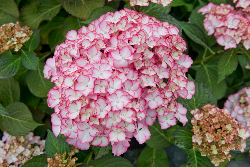 hydrangea 'Mirai'