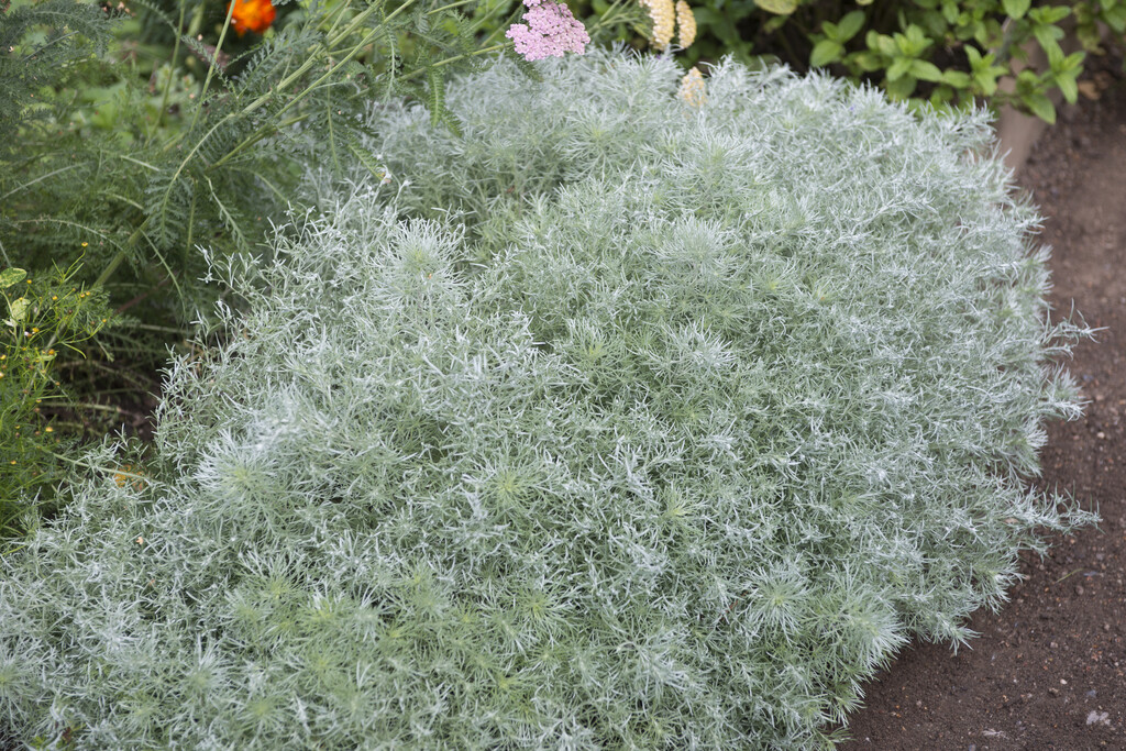 dwarf Schmidt wormwood