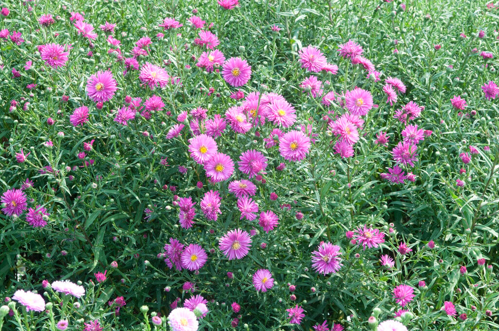 Michaelmas daisy 'Freda Ballard'