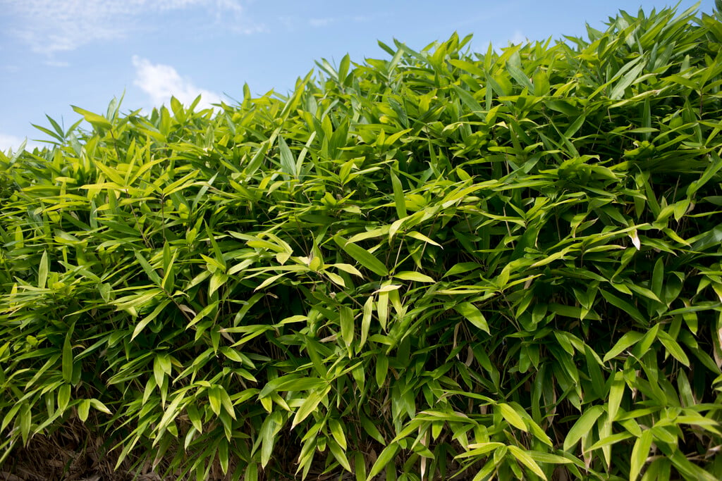 <i>Sasa</i> <i>tsuboiana</i>