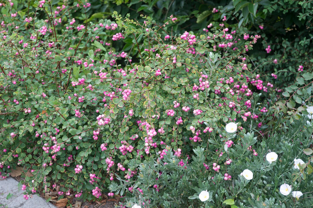 <i>Symphoricarpos</i> 'Purple Hedge'