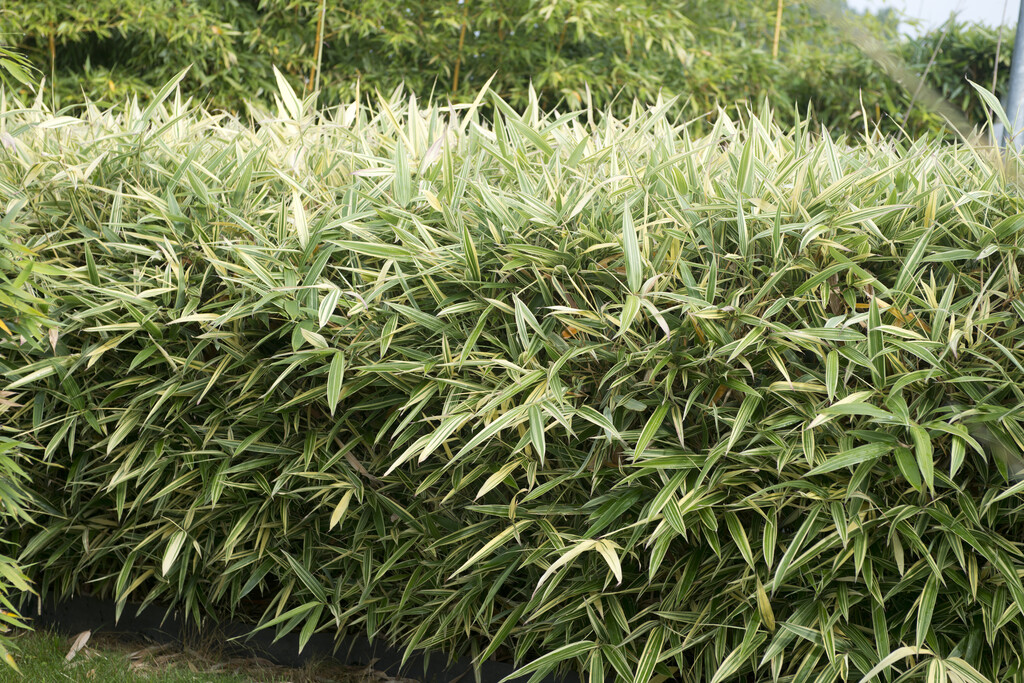 Shiroshima bamboo