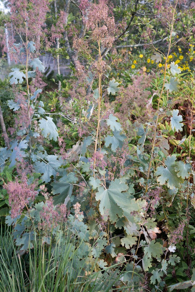 plume poppy 'Kelway's Coral Plume'