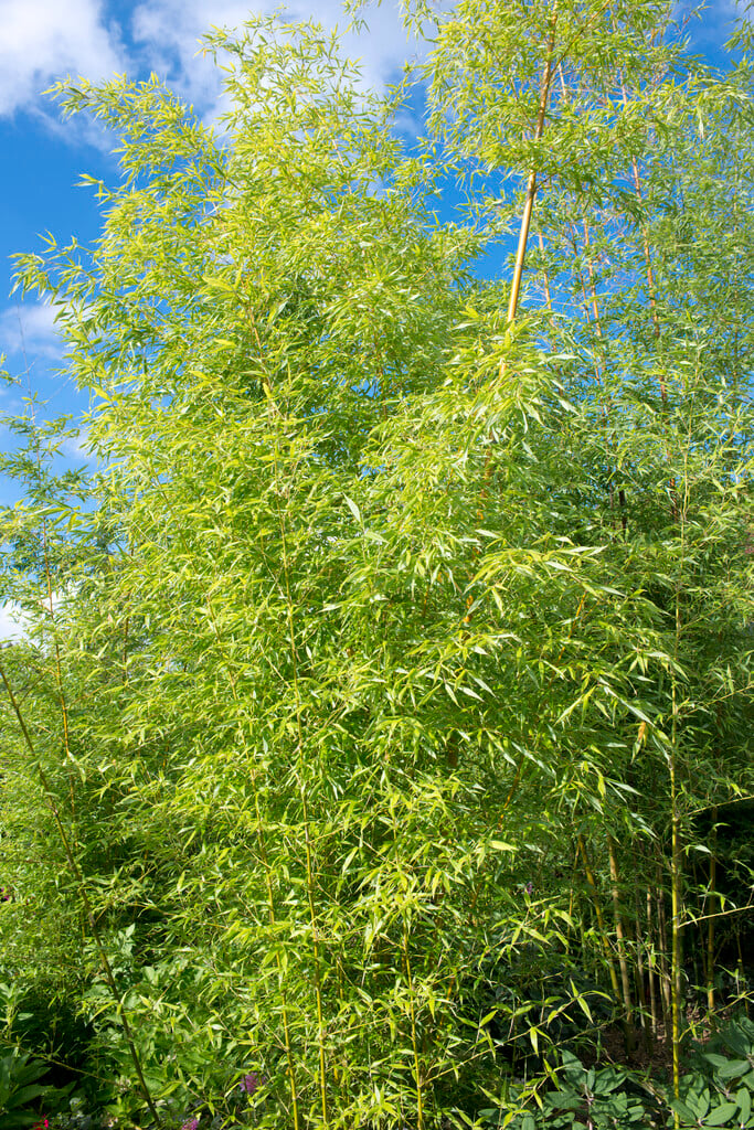 <i>Phyllostachys</i> <i>aurea</i> 'Holochrysa'