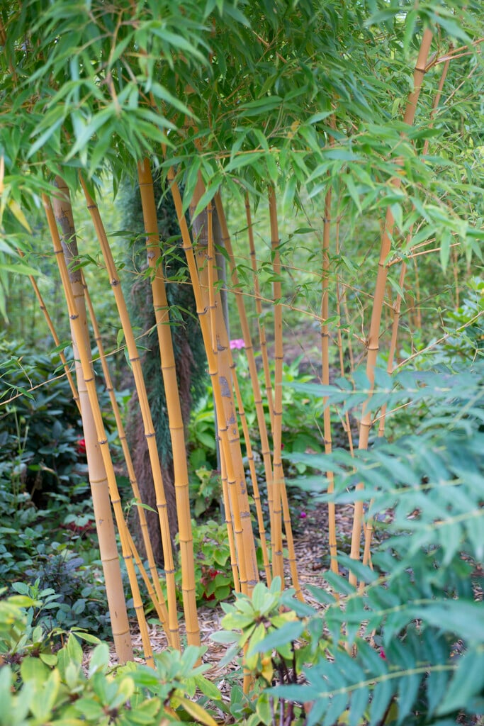<i>Phyllostachys</i> <i>aurea</i> 'Holochrysa'