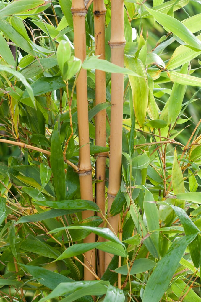 <i>Phyllostachys</i> <i>aurea</i> 'Holochrysa'