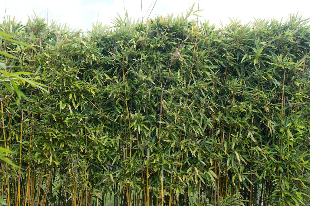 <i>Phyllostachys</i> <i>humilis</i>
