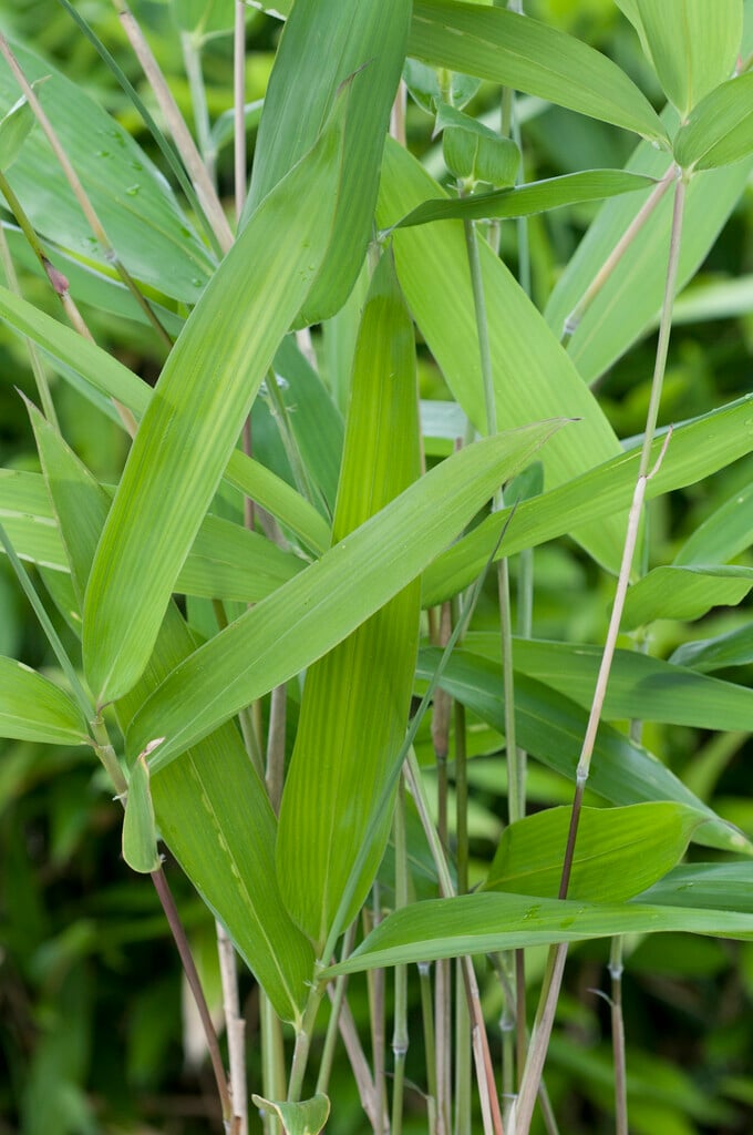 <i>Sasa</i> <i>tsuboiana</i>