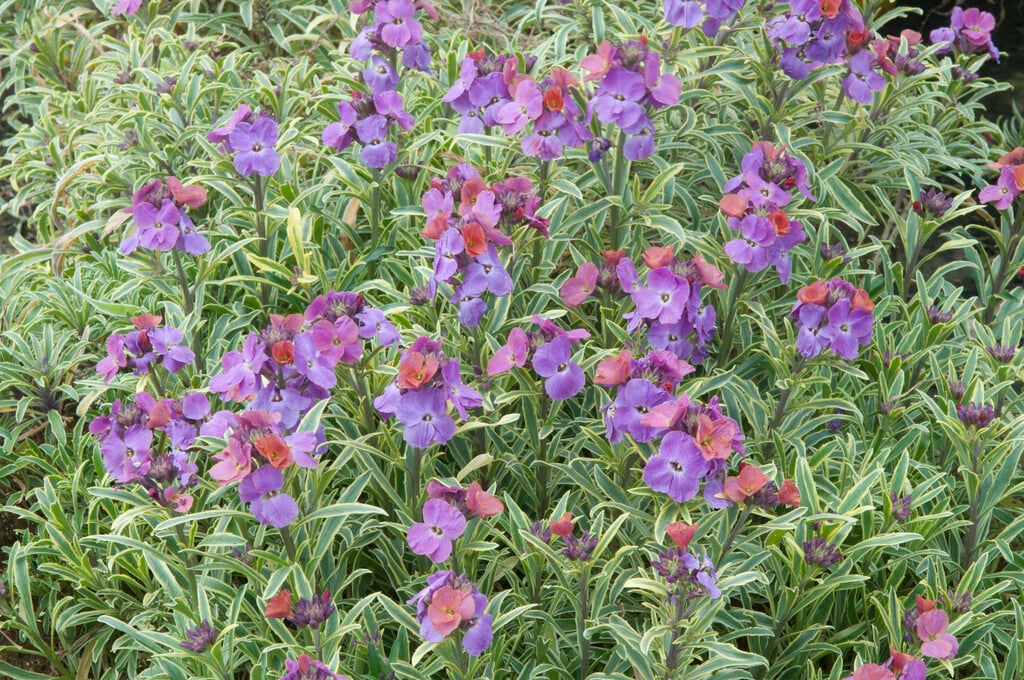 <em>Erysimum</em> 'Jenny Brook'<sup>PBR</sup>