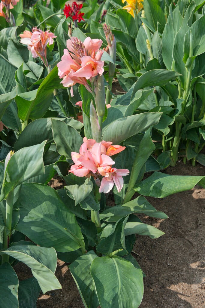 <i>Canna</i> 'Alberich'