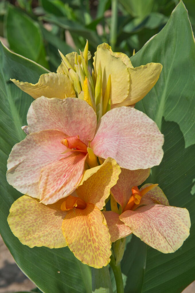 canna 'Chouchou'