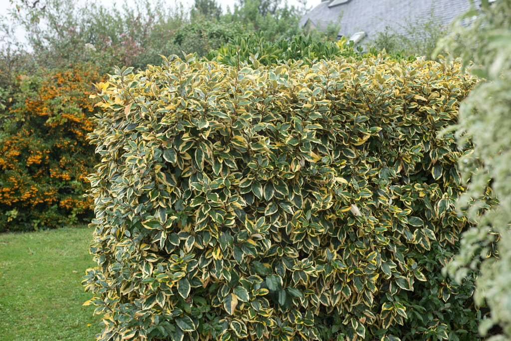 oleaster 'Gilt Edge'
