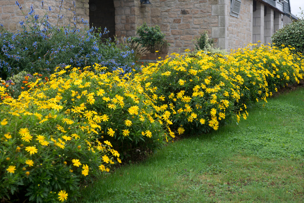 <i>Euryops</i> <i>chrysanthemoides</i>