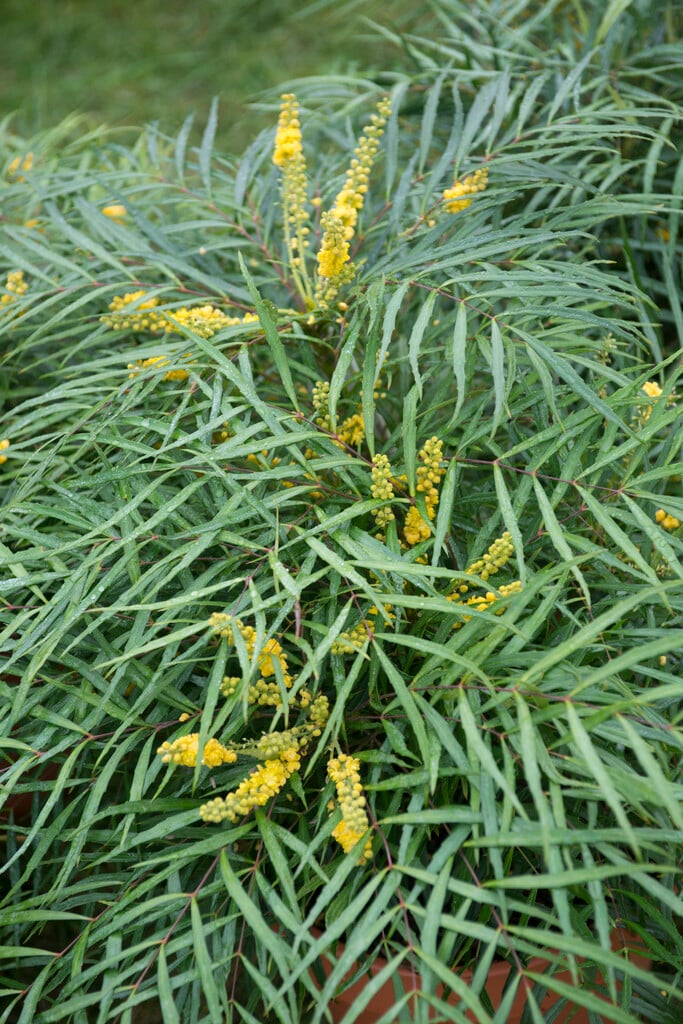 Oregon grape 'Soft Caress'