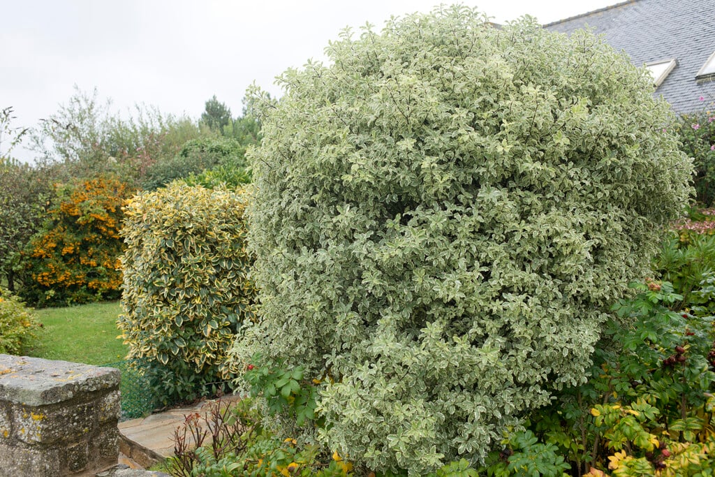 tawhiwhi 'Variegatum'