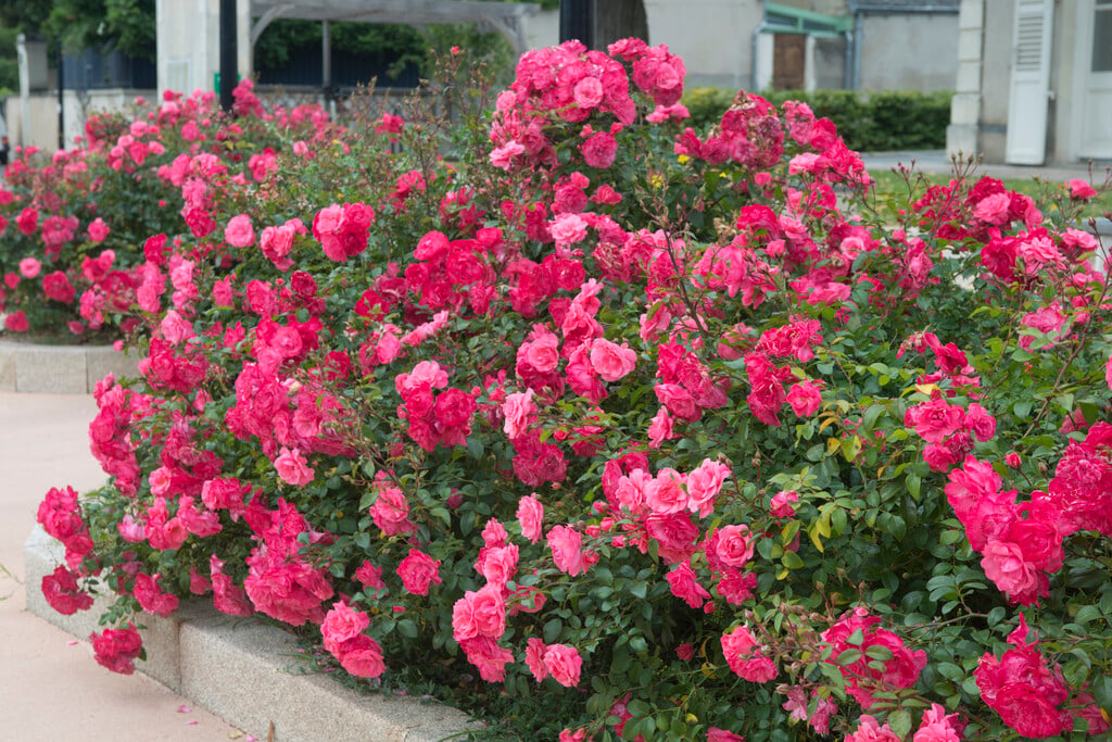 rose [Les Amoureux de Peynet]