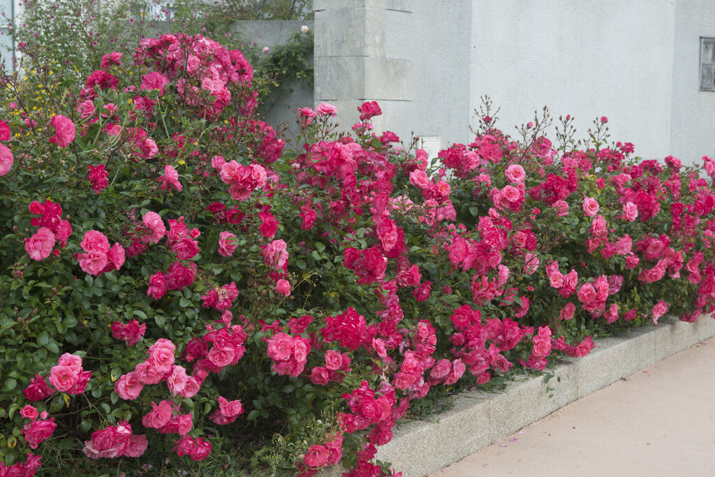 rose [Les Amoureux de Peynet]