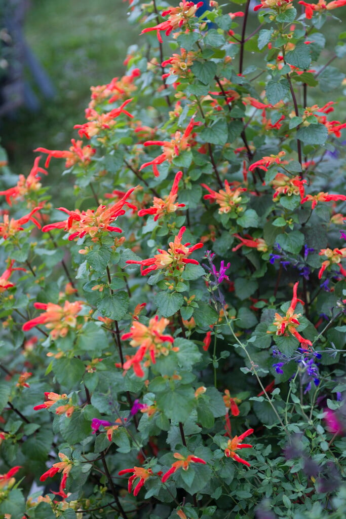 mountain sage