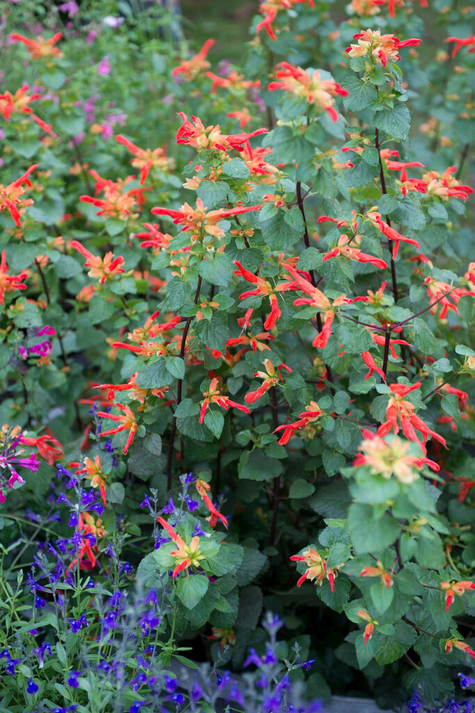 mountain sage