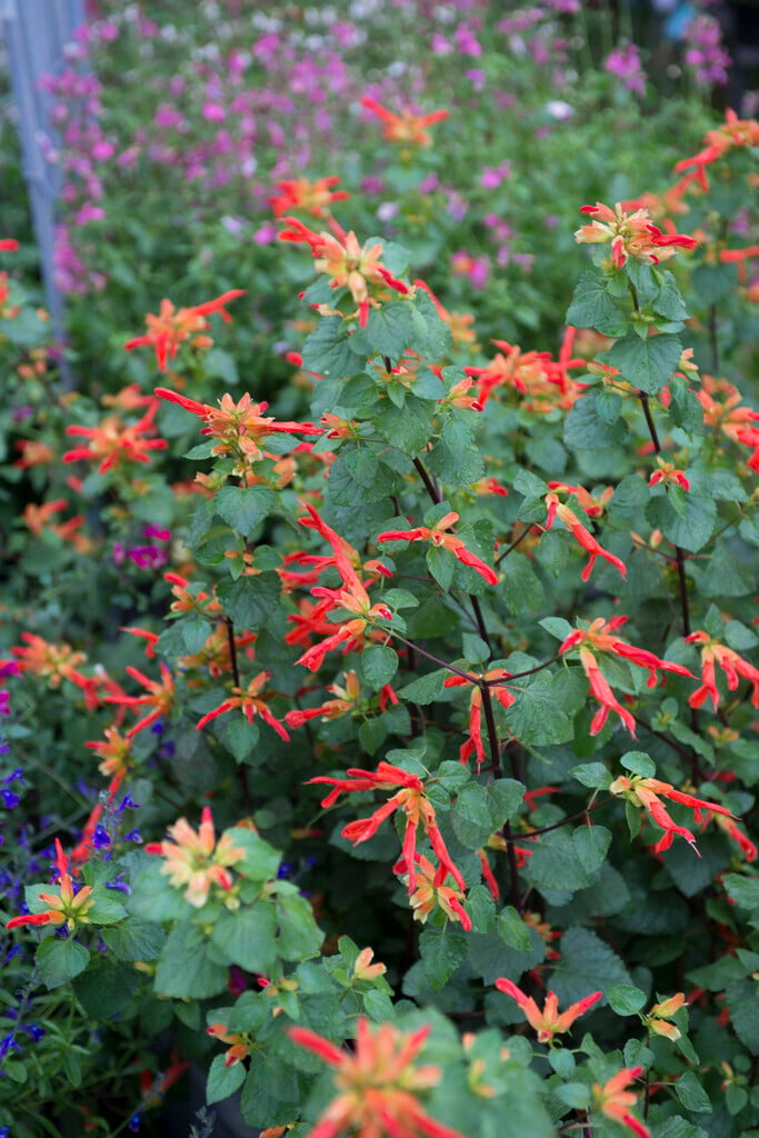 mountain sage