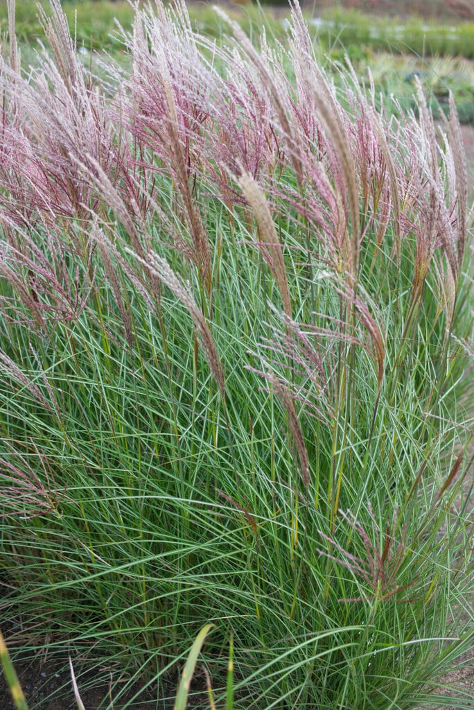 eulalia 'Silberspinne'