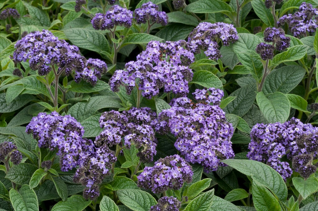 common heliotrope