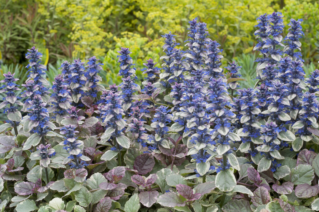 bugle 'Burgundy Glow'