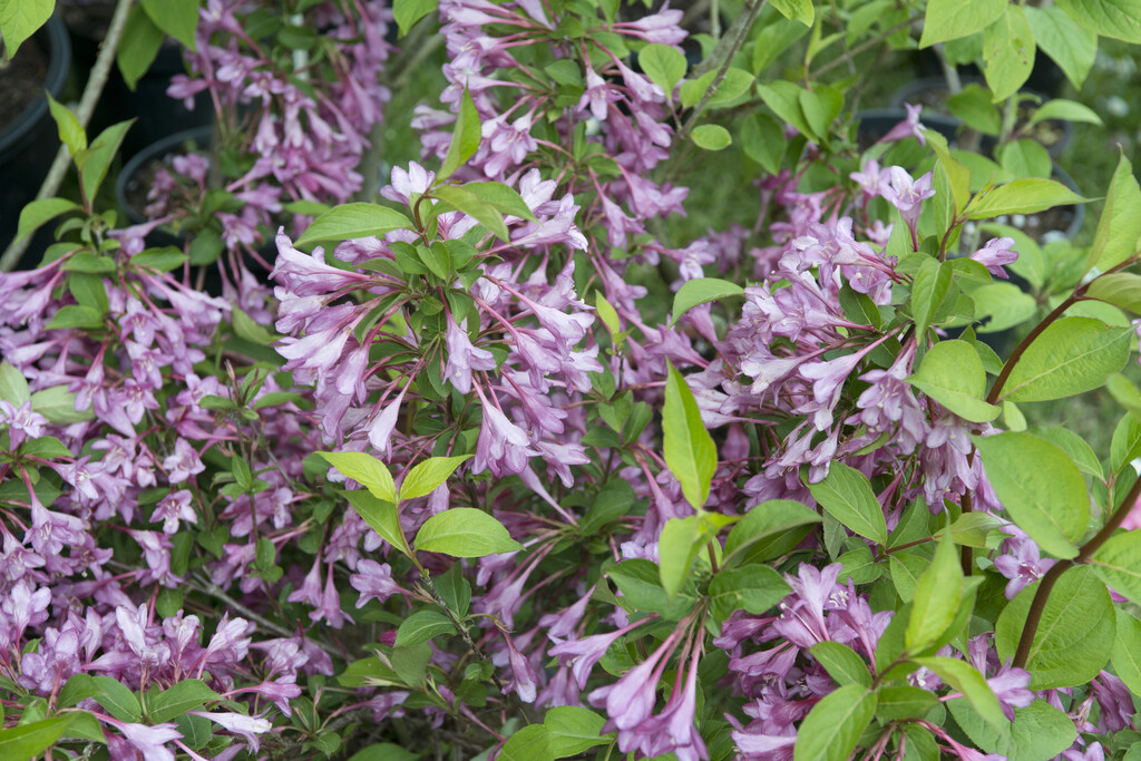 weigela 'Pink Princess'