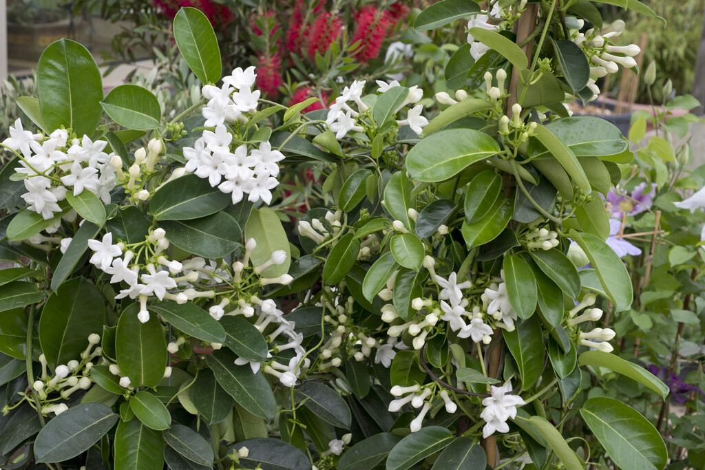 bridal wreath