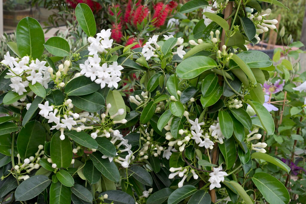 bridal wreath