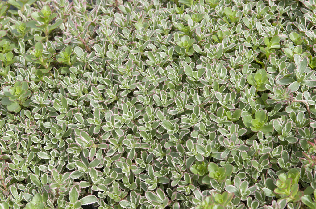 Caucasian stonecrop 'Tricolor'