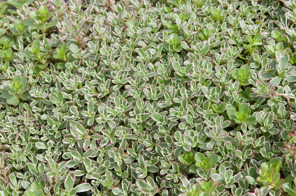 Caucasian stonecrop 'Tricolor'