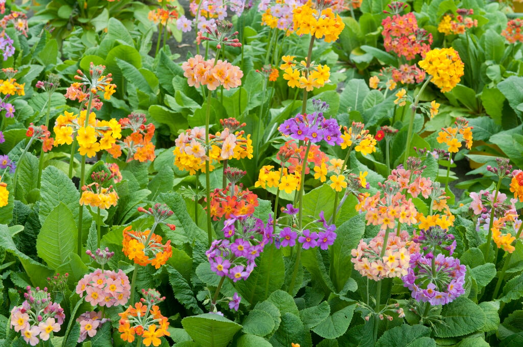 <em>Primula</em> × <em>bulleesiana</em> (Pf)
