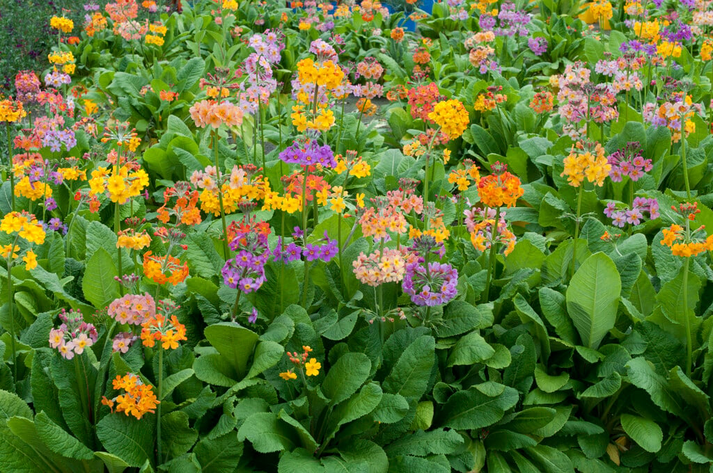<em>Primula</em> × <em>bulleesiana</em> (Pf)