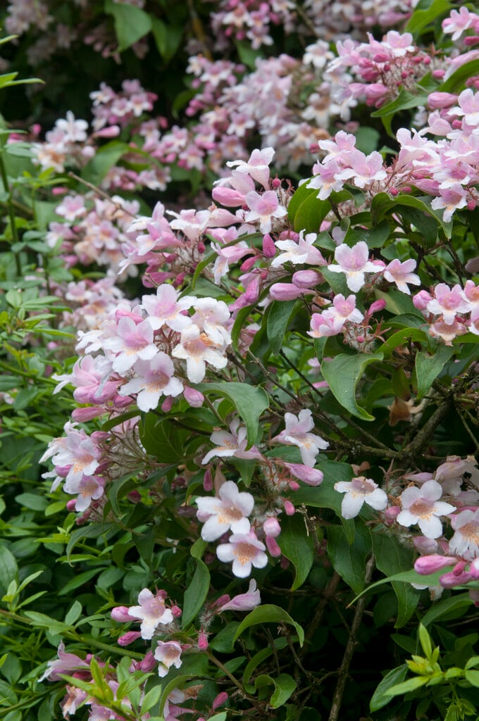 beauty bush 'Pink Cloud'
