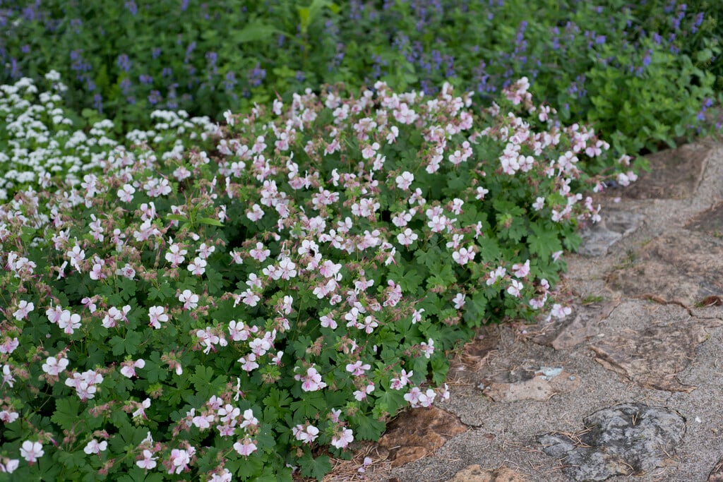 cranesbill 'Biokovo'