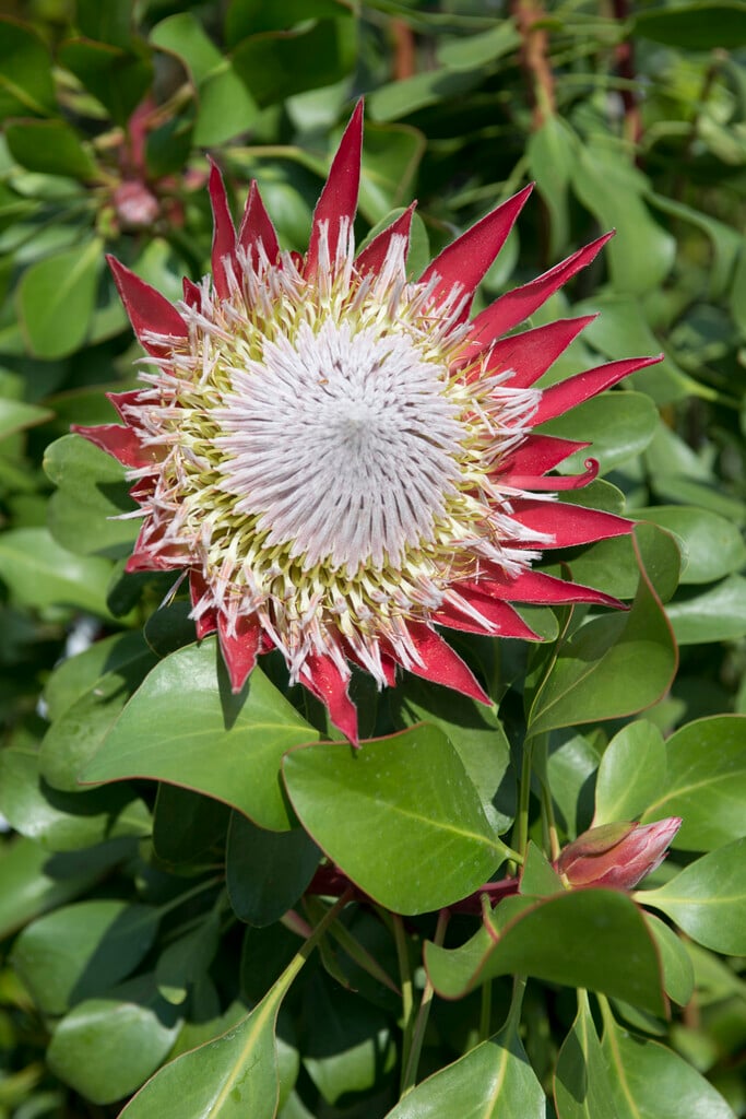 <i>Protea</i> <i>cynaroides</i> 'Little Prince'