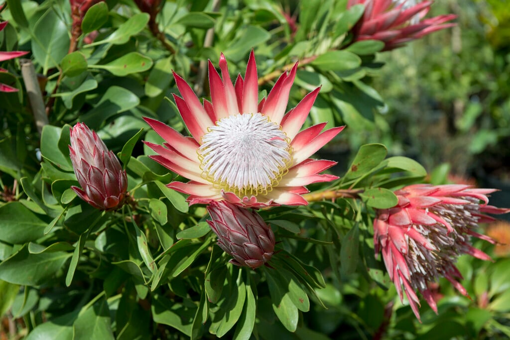 <i>Protea</i> <i>cynaroides</i> 'Little Prince'