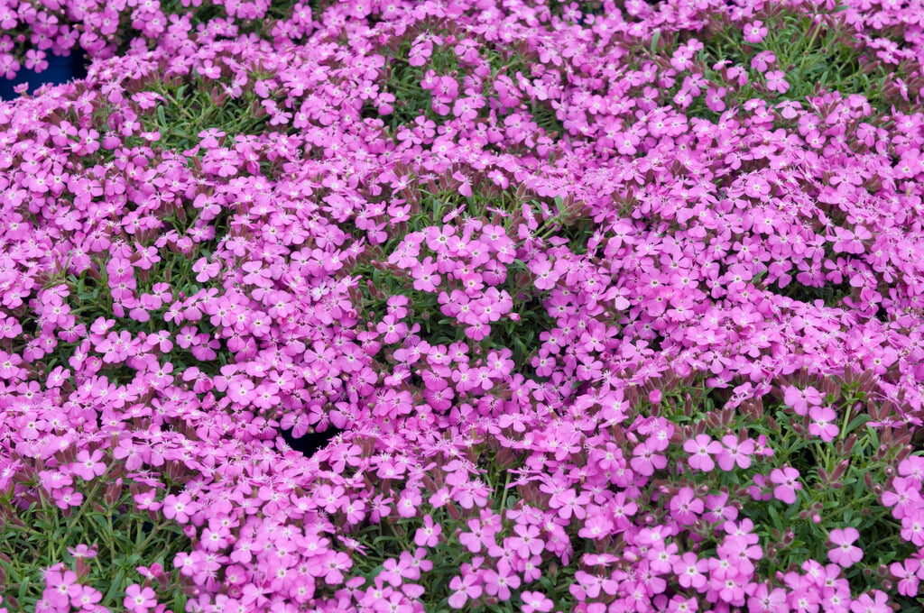 soapwort 'Bressingham'