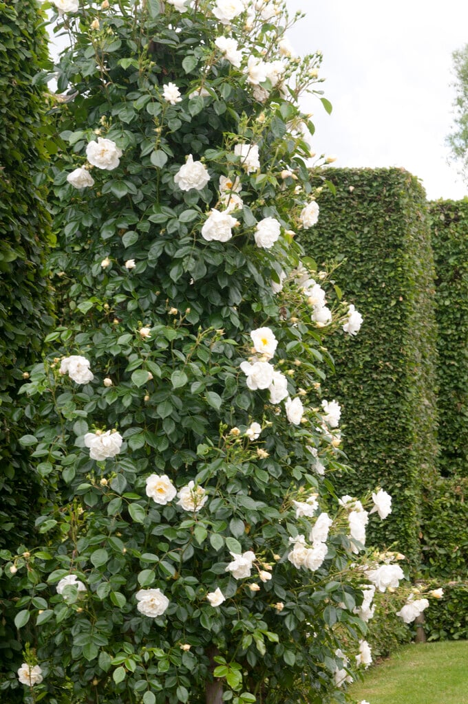 Rosa 'Direktör Benschop' (ClF)